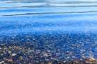 USA, Washington State, Seabeck. Shoreline of Hood Canal. Art Print